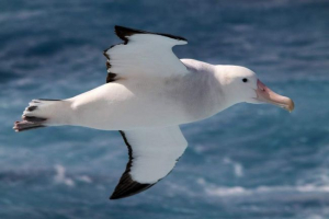 Royal albatros - наистина кралска птица